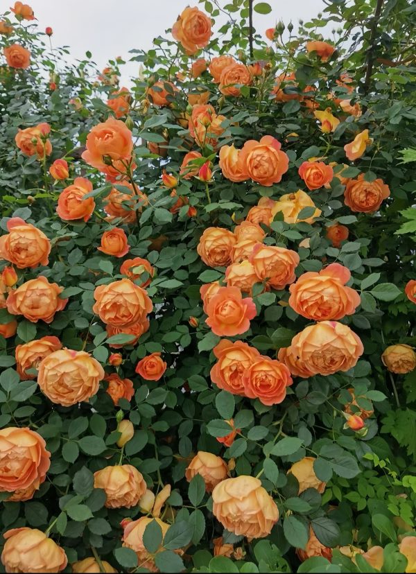 Lady of Shalott Rose-Your Roses