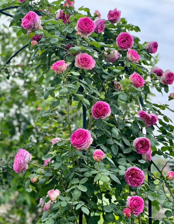 Mantle Cloth Rose for sale丨Your roses