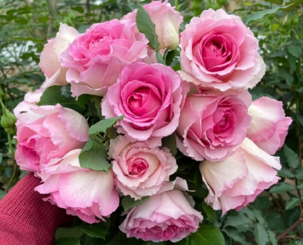 Mantle Cloth Rose丨Your roses