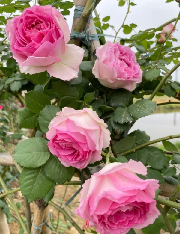 Mantle Cloth Rose Plant丨Your roses