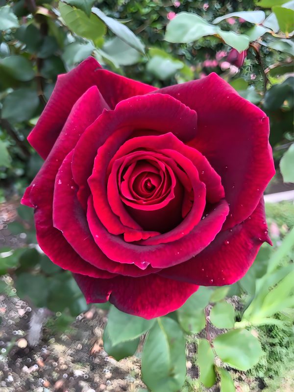 Mister Lincoln Rose your roses