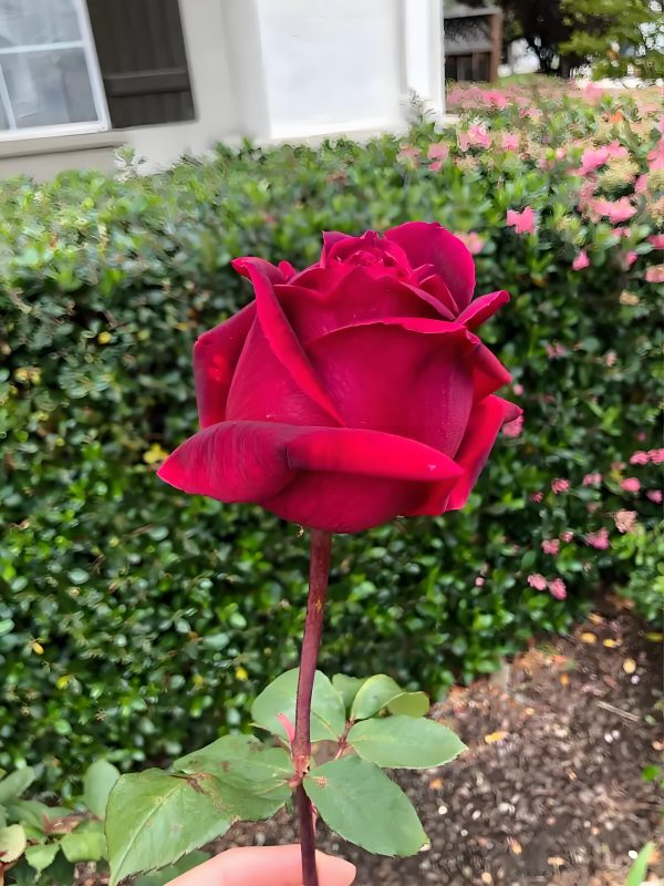 Mister Lincoln Rose - Image 3