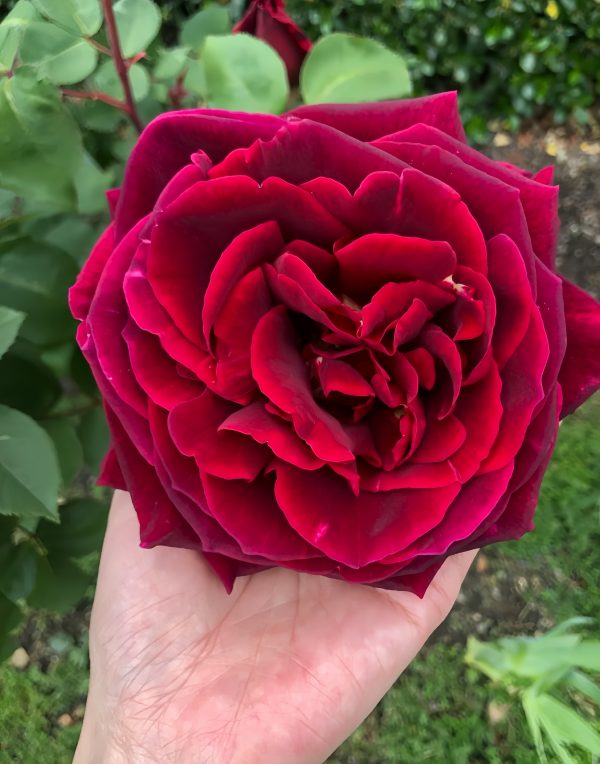 Mister Lincoln Rose - Image 2