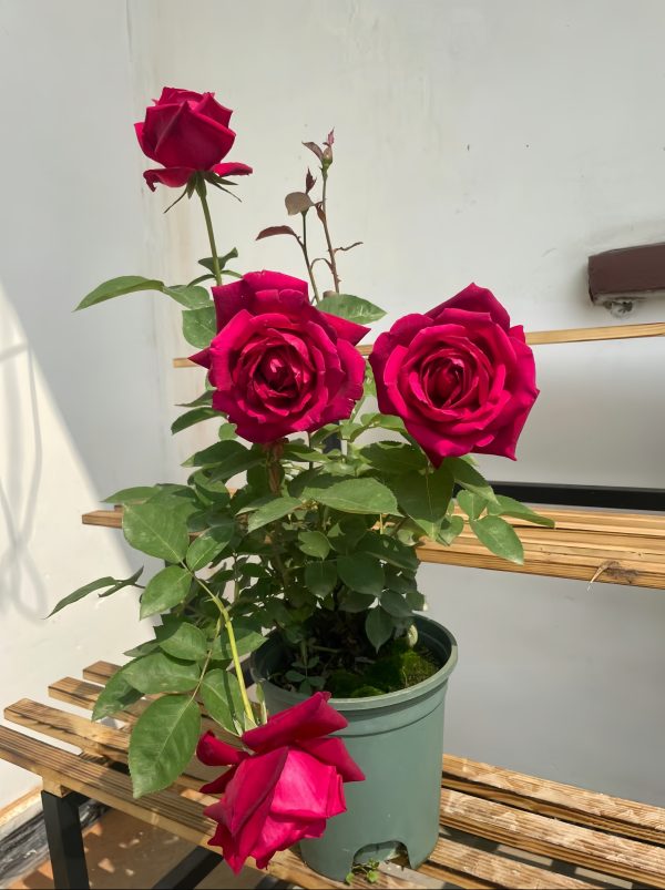Mister Lincoln Rose - Image 4