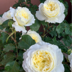 Patience Rose-Your Roses