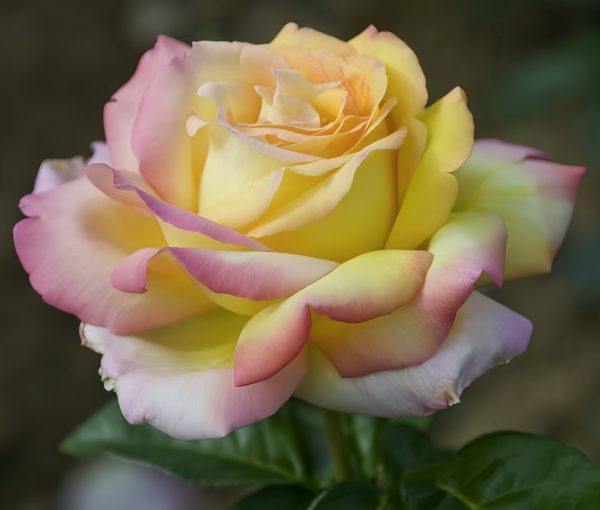 Peace Rose3-Your Roses