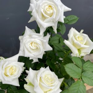 Pope John Paul II Rose丨Your roses