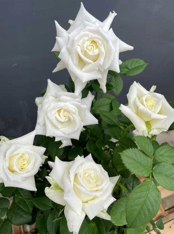 Pope John Paul II Rose丨Your roses