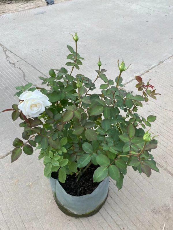 Pope John Paul II Rose for sale丨Your roses