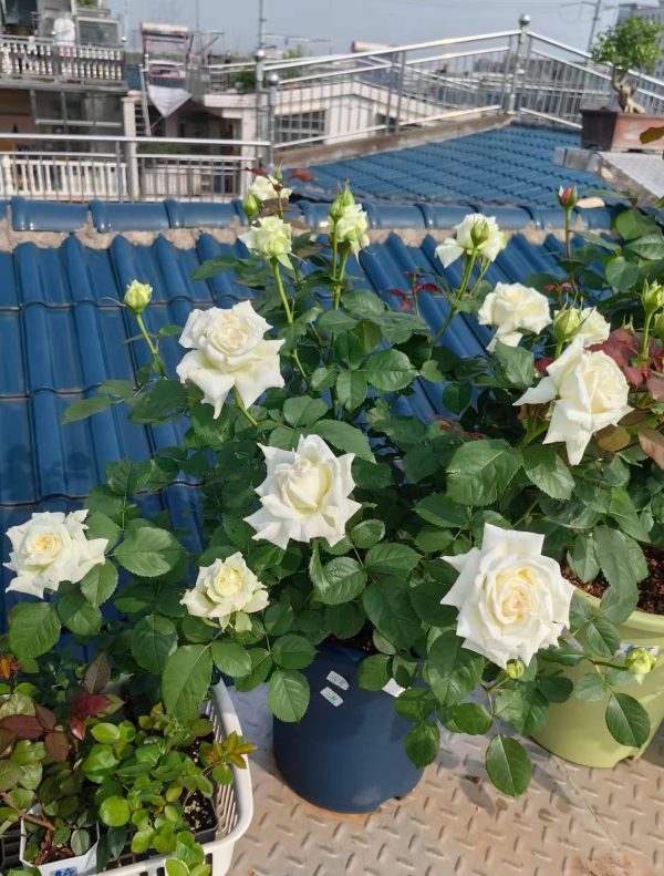 Pope John Paul II Rose Plant丨Your roses