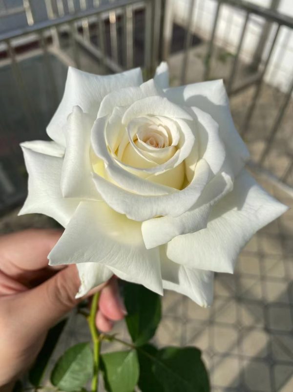 Pope John Paul II Rose Bush丨Your roses