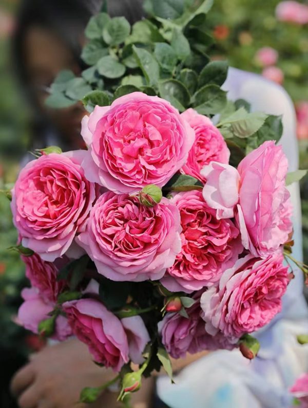 Princess Alexandra of Kent Rose for gardens