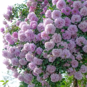 Rainy Blue Climbing Rose丨Your roses