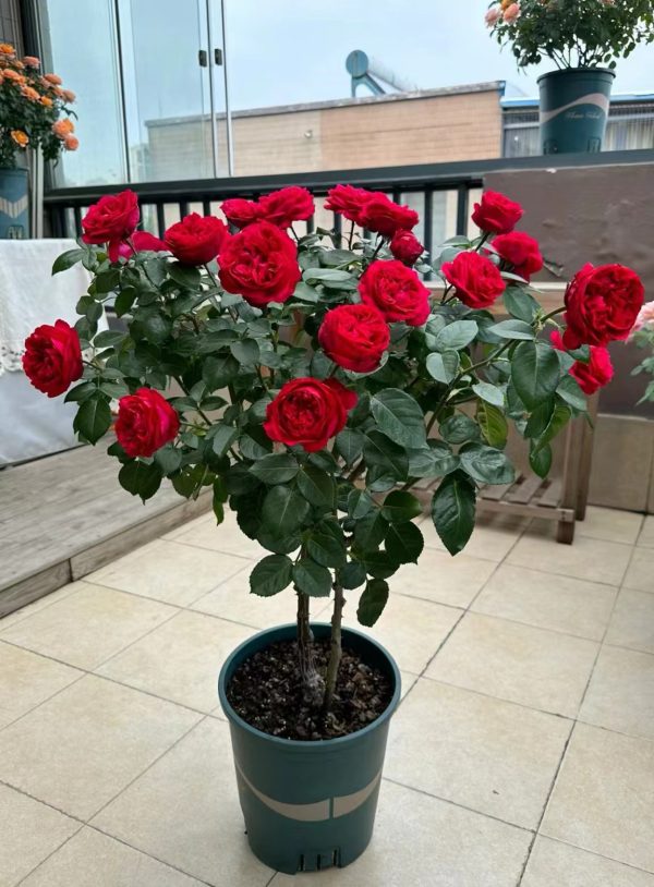 Red Eden Climbing Rose for sale丨Your roses