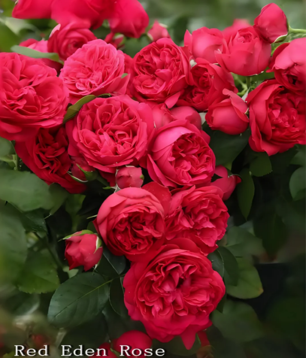 Red Eden Rose for sale丨Your roses