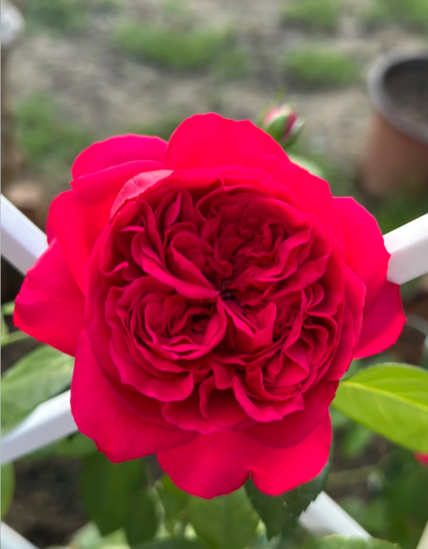Red Eden Climbing Rose丨Your roses
