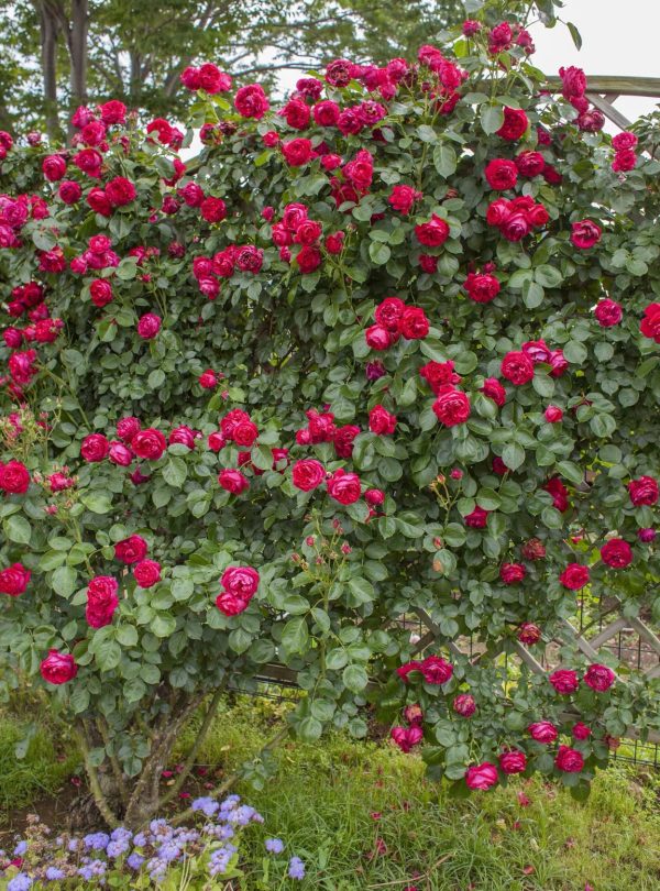 Red Eden Rose丨Your roses