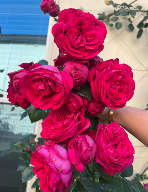 Red Eden Rose Plant丨Your roses
