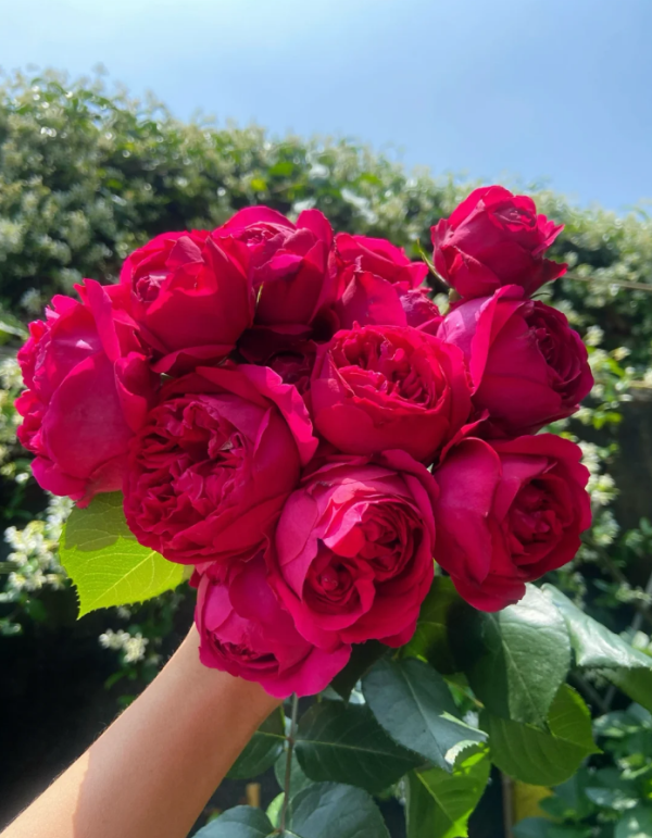 Red Eden Rose丨Your roses