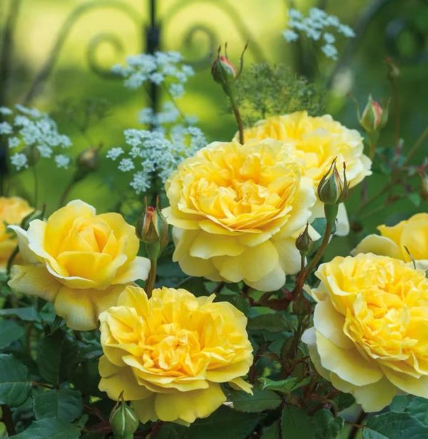 The Poet's Wife Rose in borders