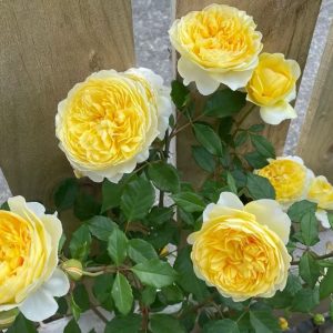 The Poet's Wife Rose varieties