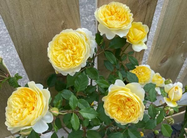 The Poet's Wife Rose varieties