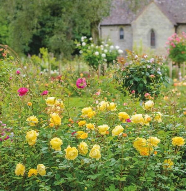The Poet's Wife Rose fragrance