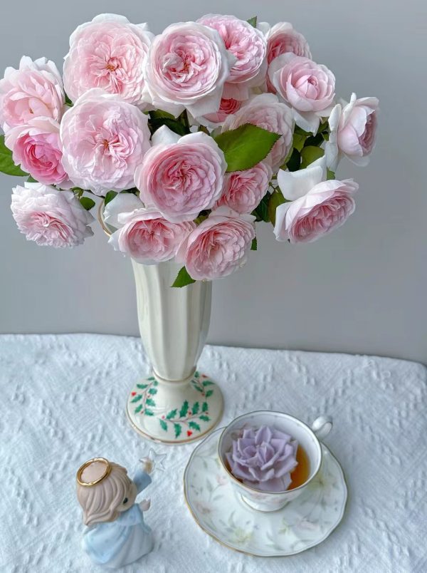 Buy Olivia Rose Austin