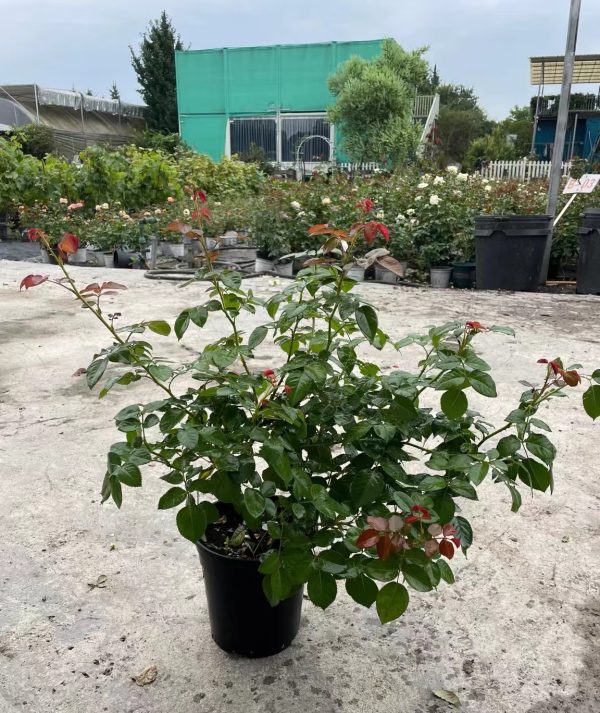 Olivia Rose Austin in pots