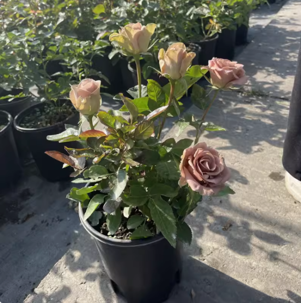 amnesia rose plant for sale