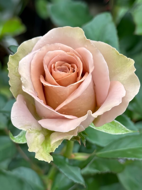 amnesia roses