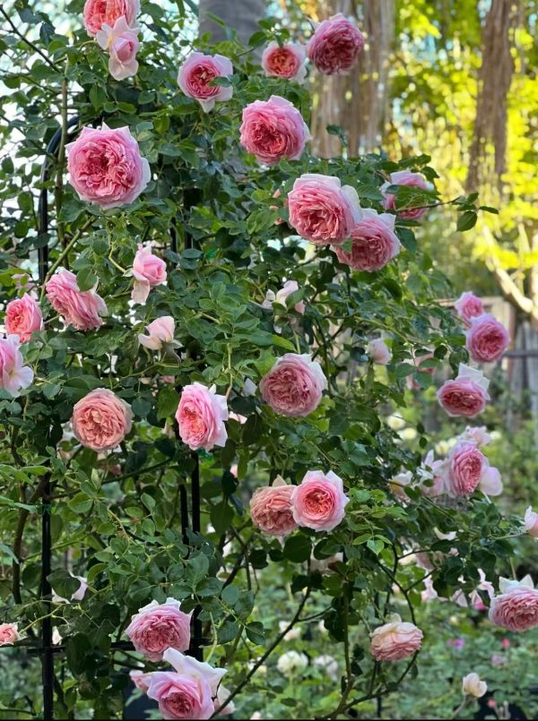 Abraham Darby Rose for sale uk丨Your roses