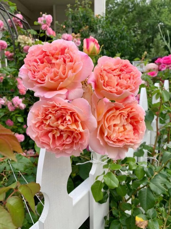 abraham darby rose for sale丨Your roses