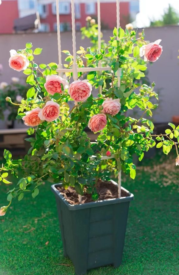 abraham darby rose shade丨Your roses