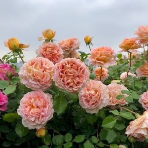 Abraham Darby Rose丨Your roses
