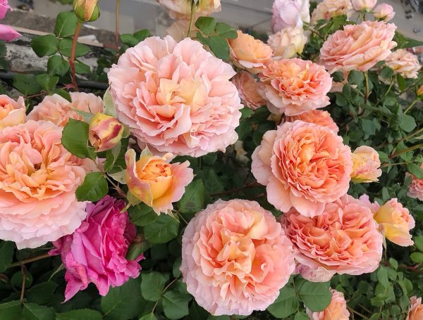 Abraham Darby Rose Plant丨Your roses