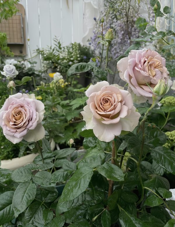 Amnésia Rose for sale