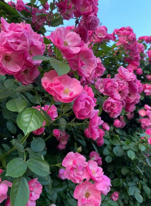 Pink Angela Rose flower