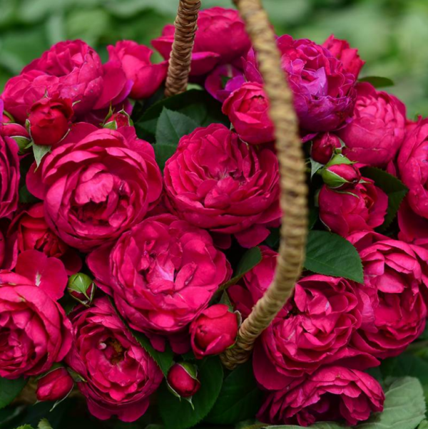 ascot rose