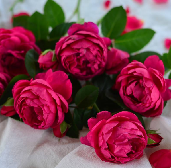ascot rose for sale