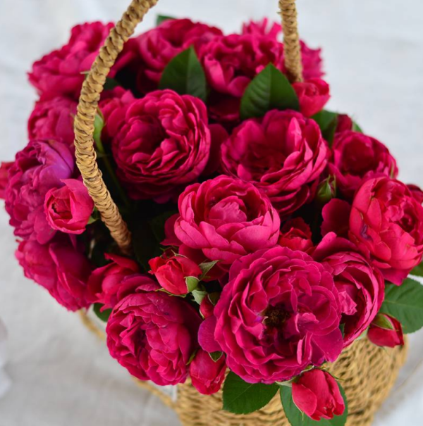 ascot rose plant
