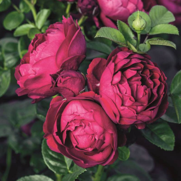 ascot rose variety