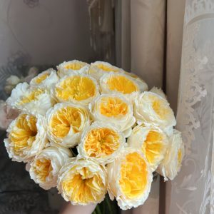 Beatrice Rose丨Your roses