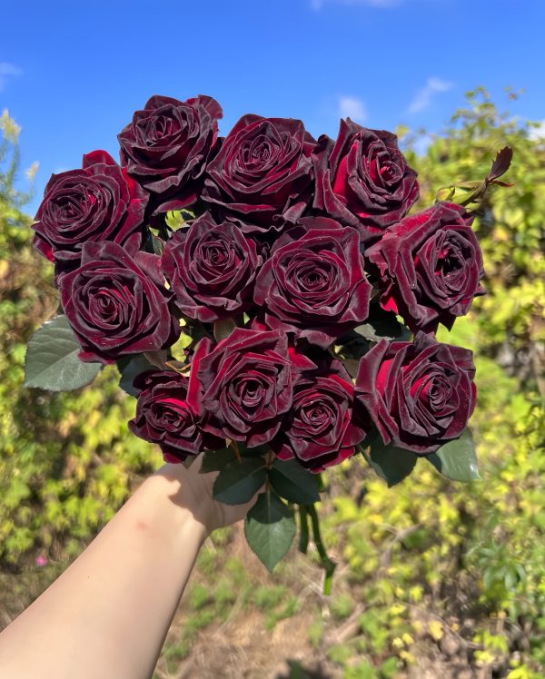 black baccara roses