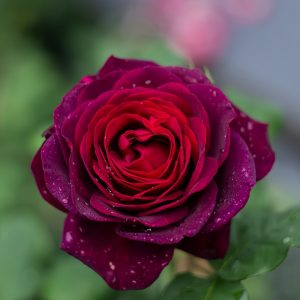 black caviar rose