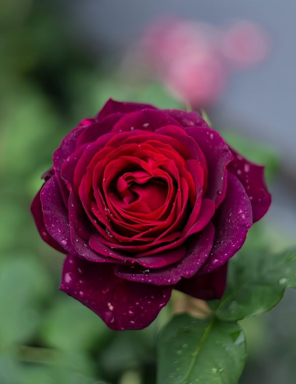black caviar rose