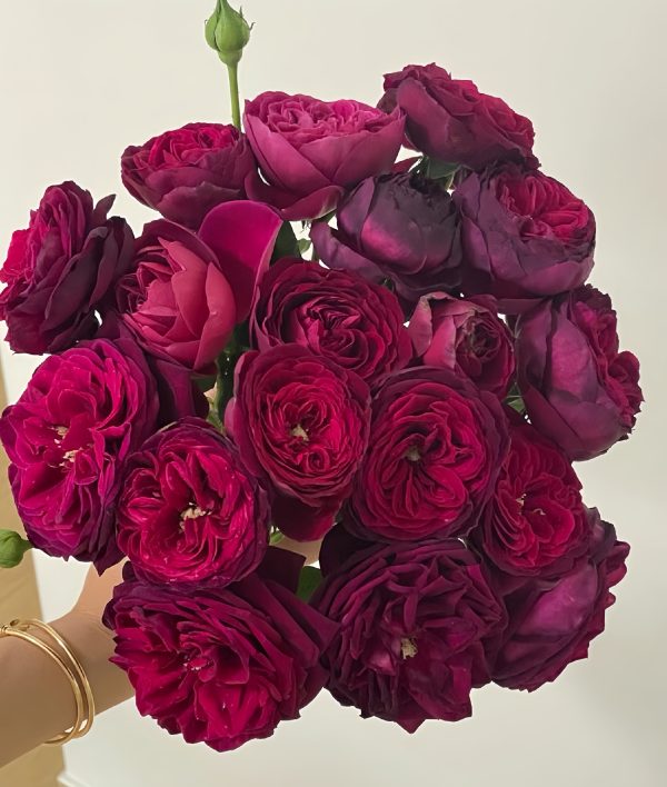 black caviar rose plant