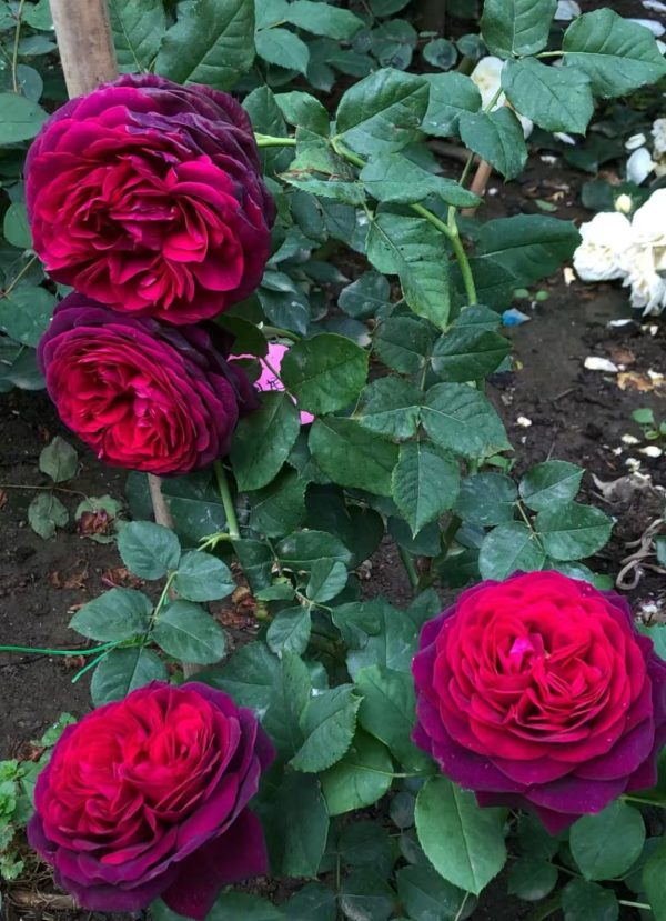 rose black caviar