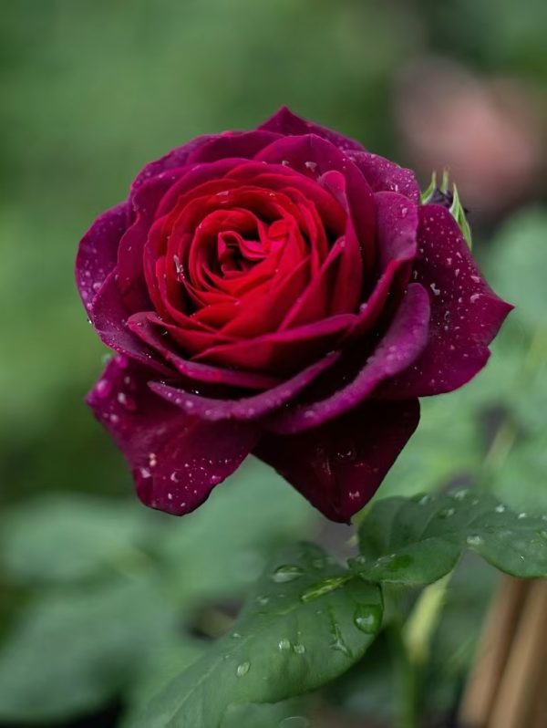 black caviar rose bush