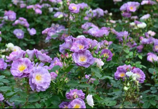 Blue For You Rose Bush
